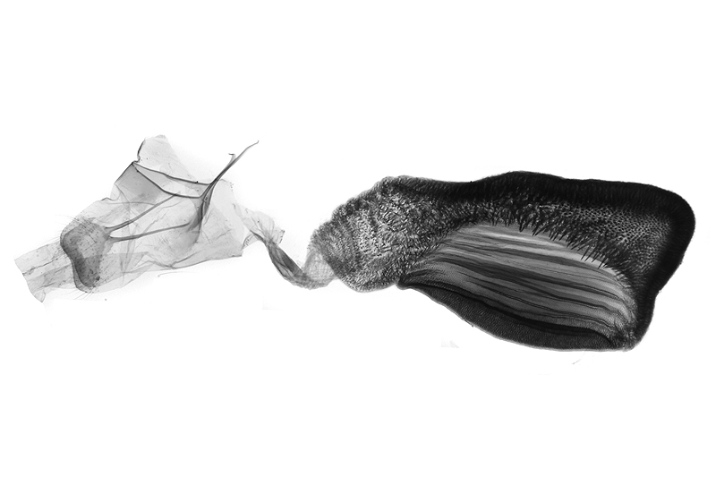 Ghoria bani Female